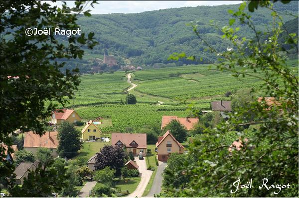 MITELBERGHEIM ALSACE 2