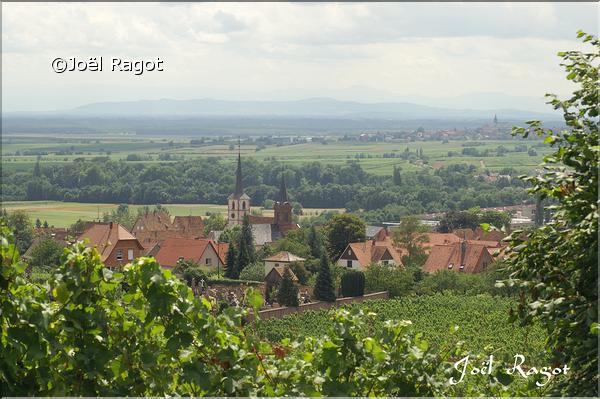 MITELBERGHEIM ALSACE 3