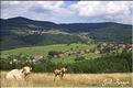 PAYSAGE DU HAUT DE BELLEFOSSE ALSACE