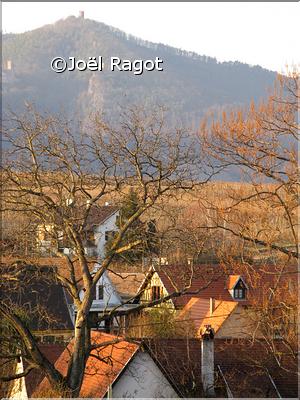 PAYSAGE DU HAUT-RHIN ALSACE (6)