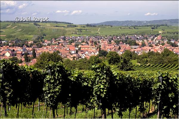 PLAINE D'ALSACE